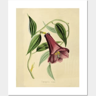 Vintage Lapageria Rosea Horticultural review (1850) Posters and Art